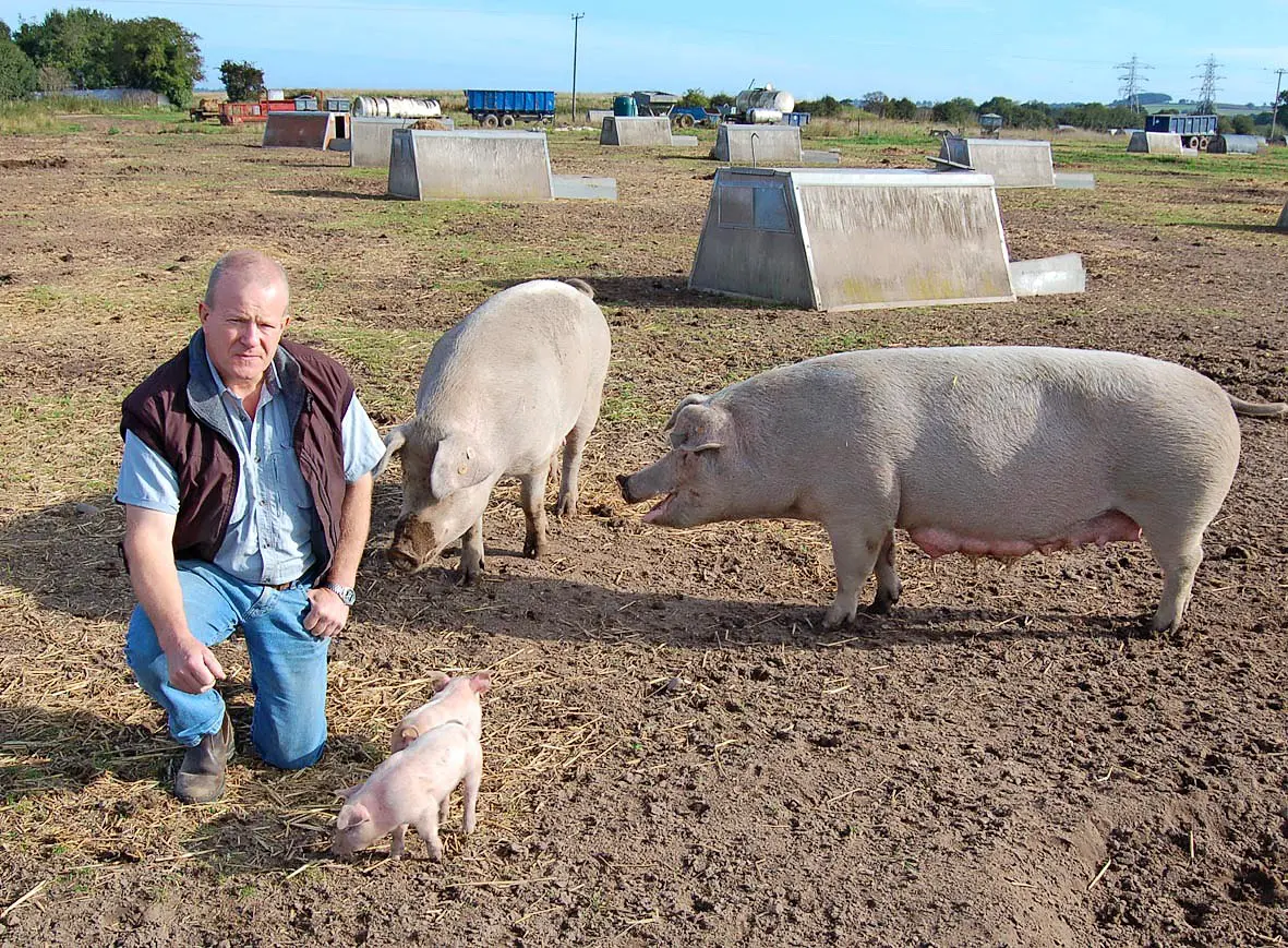 養豚場の実習生